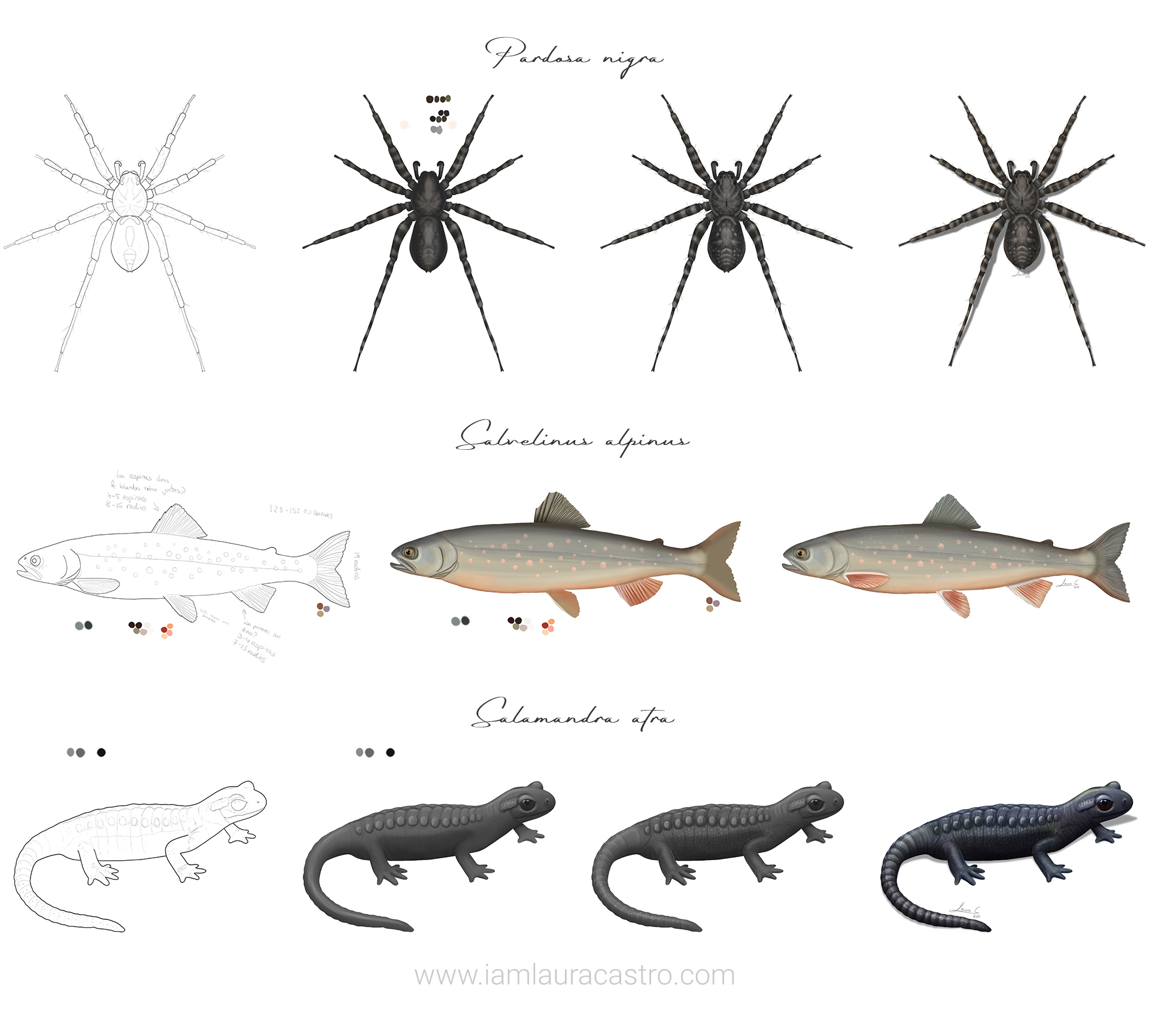 Biodiversity in Switzerland illustration