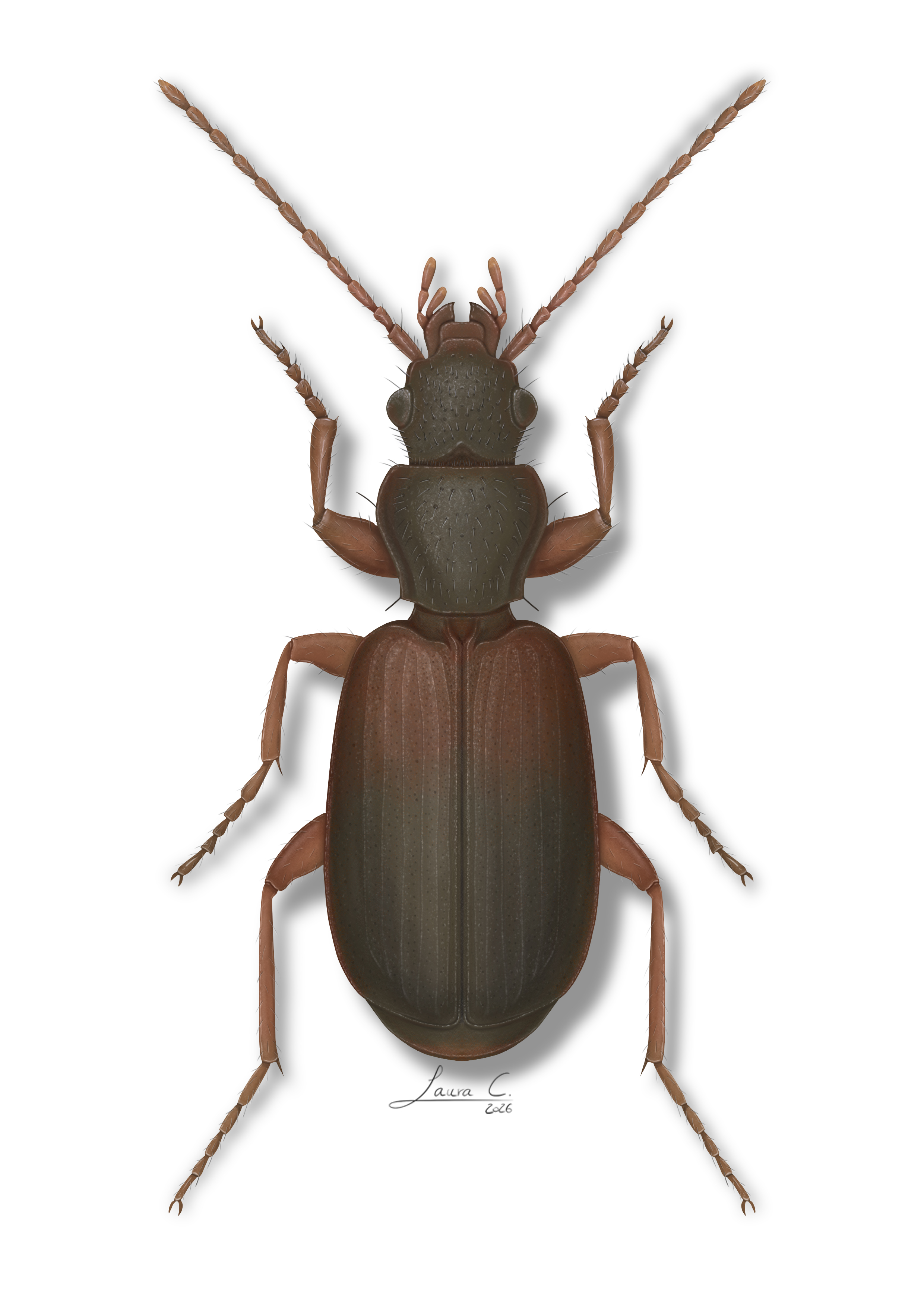 Biodiversity in Switzerland illustration