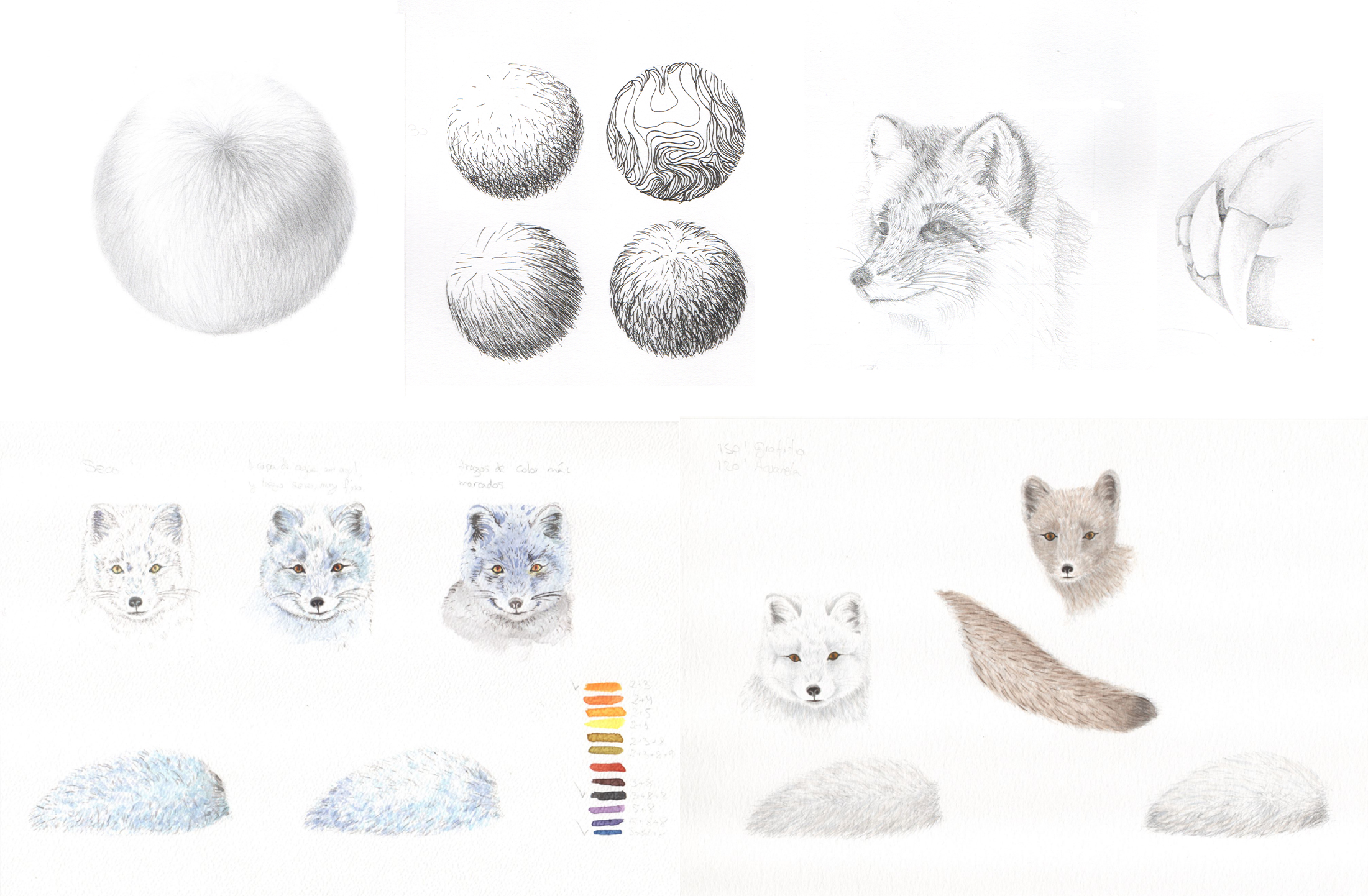 Vulpes Lagopus sketches