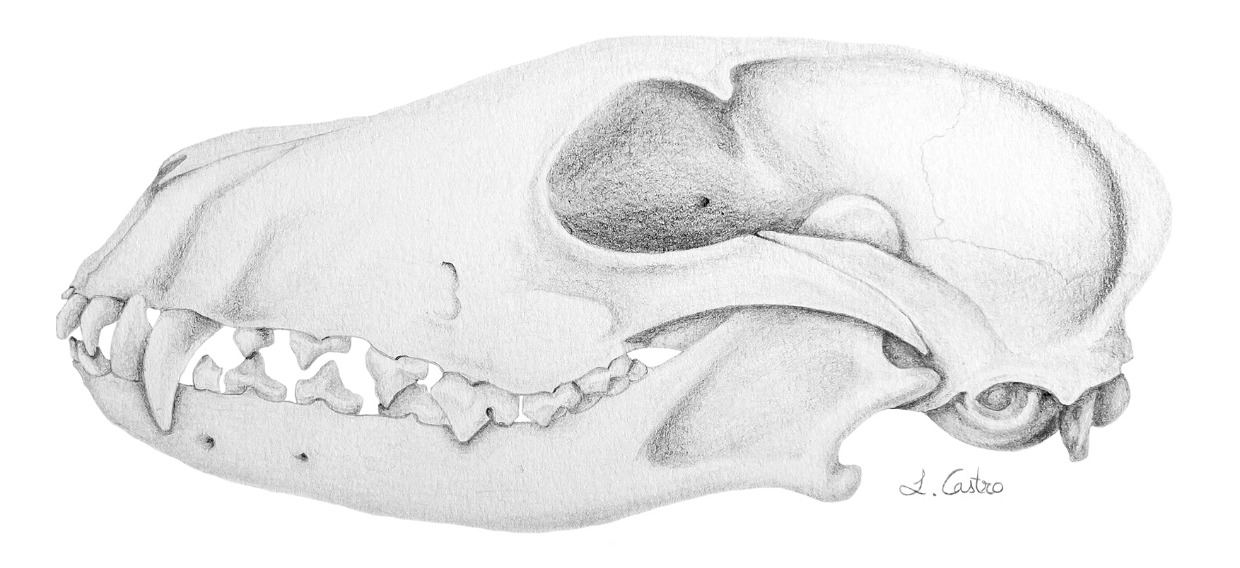 Vulps lagopus skull